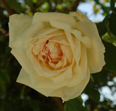 Parks_Yellow_Tea_0012__46685.jpg