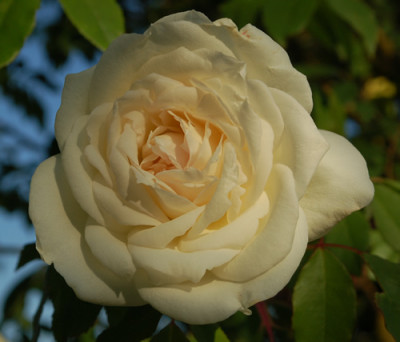Parks_Yellow_Tea_0016__46846.jpg
