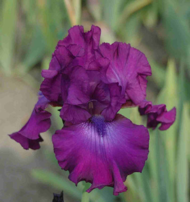 A9049a.JPG