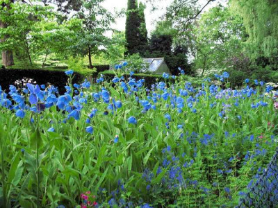 p_IMG_2028_Meconopsis.jpg