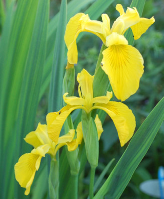 Iris_pseudacorus_0010__46771.jpg