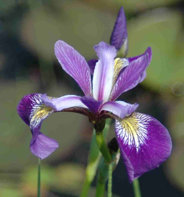 A9034a.JPG