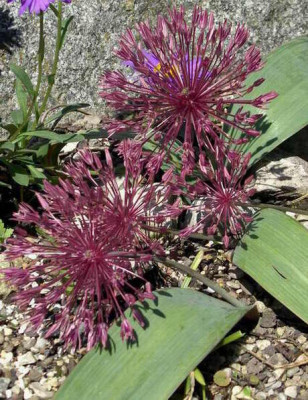 Allium_nevskianum_2009-05-19.JPG