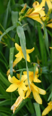 Hemerocallis_lilioasphodelus-0194-klein.jpg