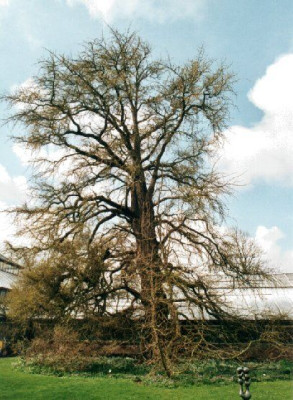 Ginko_biloba_1785_HBLeiden_03.04.jpg