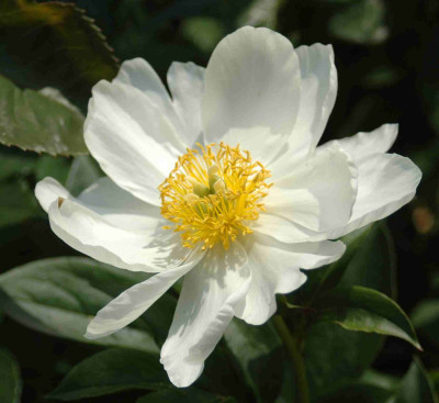 A9033a.JPG