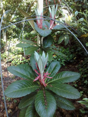 Kopie_von_20052009Rh.macabeanum_DT10.jpg