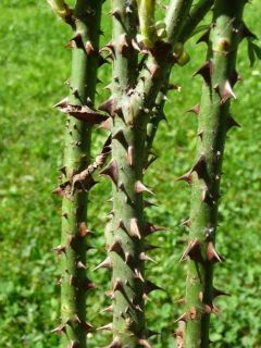 K640_P1010657_Stacheln.jpg