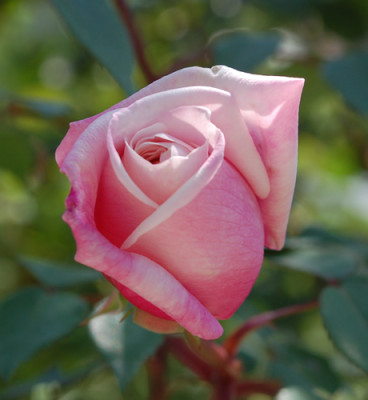 Mme_Antoine_Mari_0011__46702.jpg