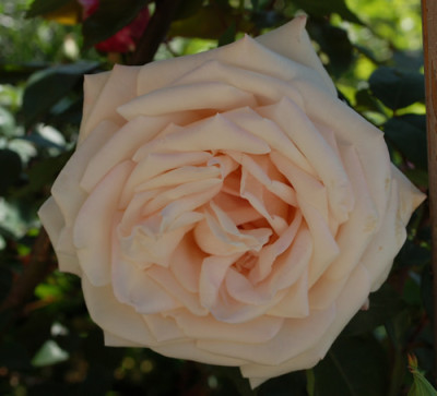 Mme_Antoine_Mari_0010__46701.jpg