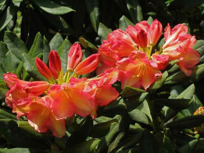R_Valencia_IMG_2556.jpg