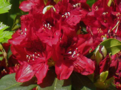 R_Matador_IMG_2555.jpg