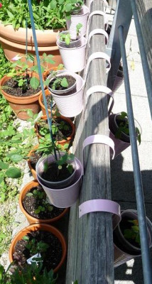 Saemlinge_Balkon.JPG