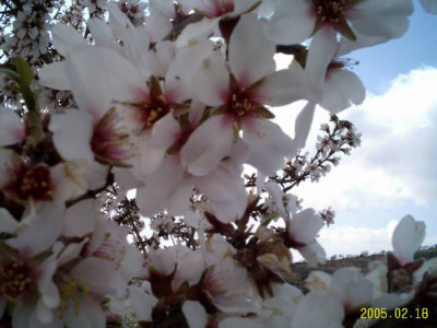 almendras07bluete.jpg