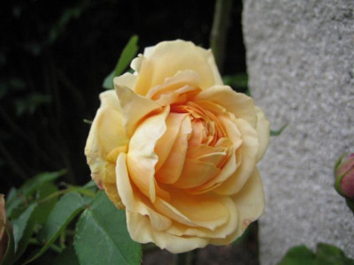 mme_jules_gravereaux_austin_09_Small.JPG