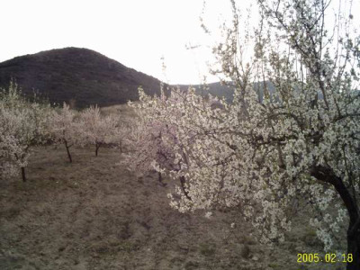 almendras01.jpg