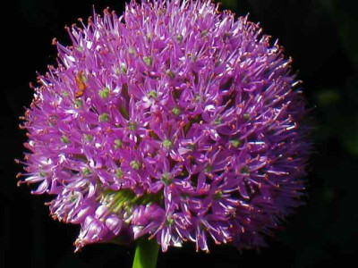 Allium_Luzy_Ball_IMG_2568.jpg