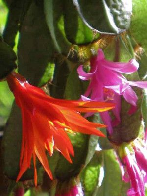 Rhips._orrs_IMG_2582.jpg