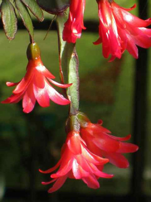 Rhips_r_IMG_2577.jpg
