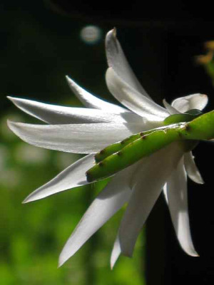 Rhips_w2_IMG_2581.jpg