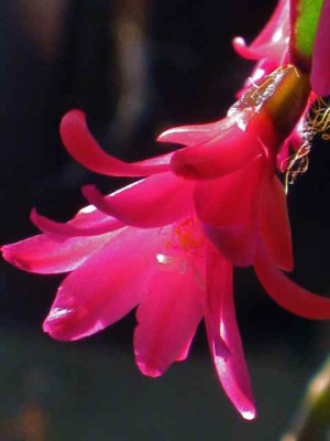 Rhips_p_IMG_2590.jpg