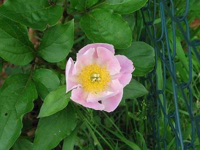p.lactiflora-rosa-axel.jpg