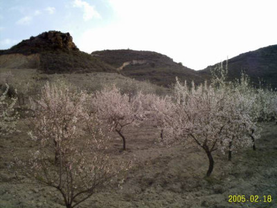 almendras02.jpg