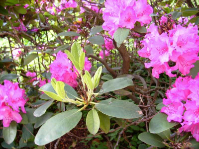 Rhodo_Austrieb_20052009.jpg