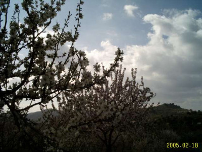 almendras03.jpg