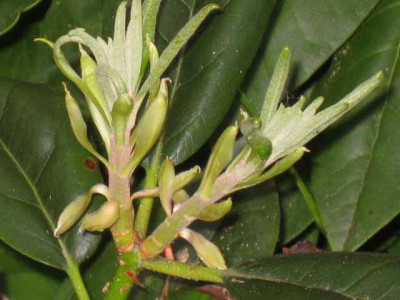 Rhodo-Trieb_IMG_2594.jpg