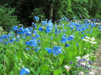 p_IMG_2025_Meconopsis.jpg