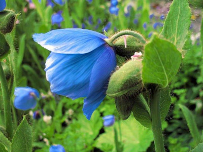 p_IMG_2024_Meconopsis.jpg