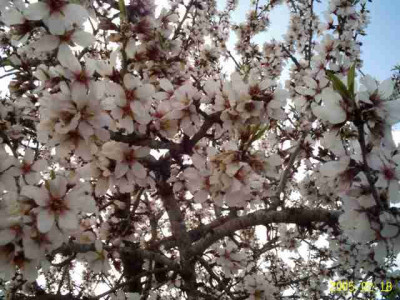 almendras04bluete.jpg
