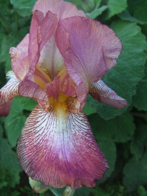 iris_211.jpg