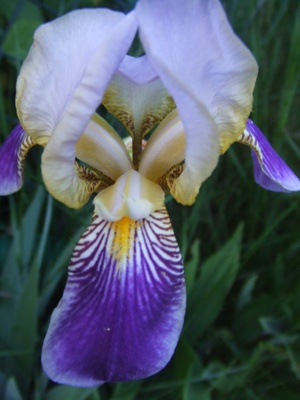 iris_212.jpg