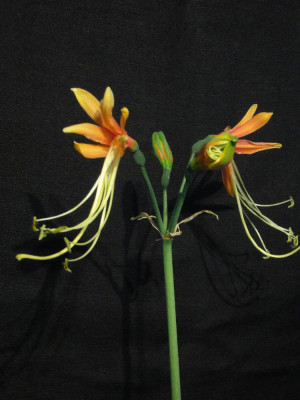 Eucrosia_bicolor_900x1000_80KB.jpg