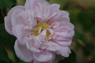 IMGP2293.jpg