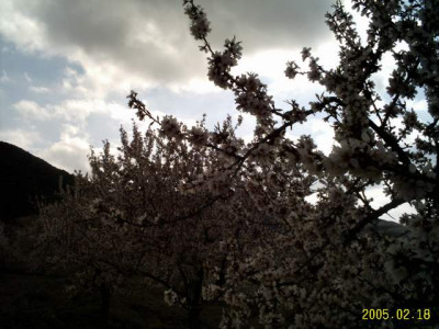 almendras05.jpg