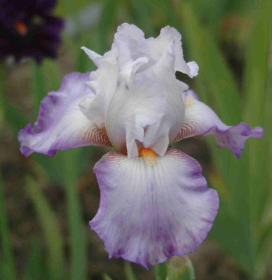 A9076a.JPG