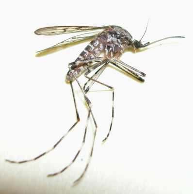 Aedes_albopictus1.jpg