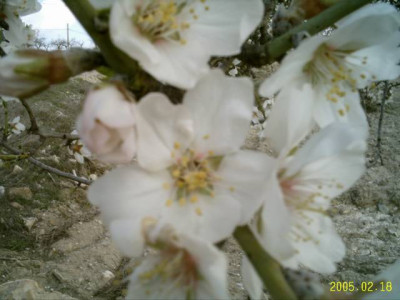 almendras06bluete.jpg