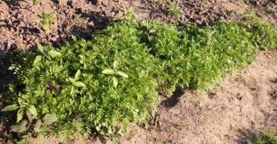 Tagetes_linnaeus1.jpg