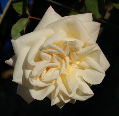 Mme_Pierre_Perny_T__0010___46830.jpg