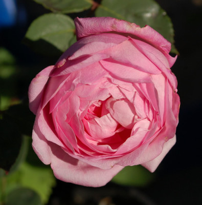 Marie_Ducher_T__0010___46828.jpg