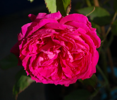 Le_Grand_Capitaine_0010___46832.jpg