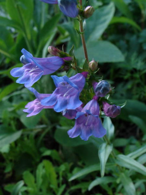 2009-05-20_18-55-24_-_DSC07935.JPG