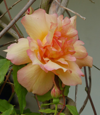Fortunes_Double_Yellow_0010__46955_92.jpg