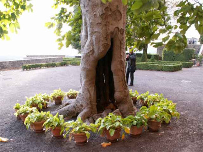 Ficus-3.jpg
