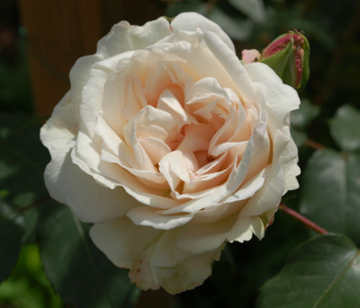 La_Biche__P_46930_95.jpg