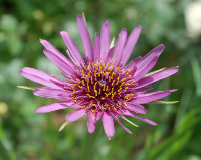 Tragopogon_porrifolius_0010__46933.jpg